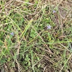 Isotoma fluviatilis subsp. australis at Gundaroo, NSW - 13 Jan 2023 08:29 AM