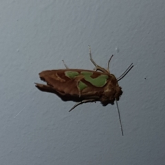 Cosmodes elegans (Green Blotched Moth) at Kambah, ACT - 13 Jan 2023 by MatthewFrawley