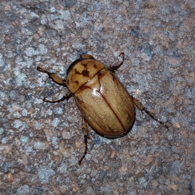 Cyclocephala signaticollis (Argentinian scarab) at Kambah, ACT - 13 Jan 2023 by MatthewFrawley