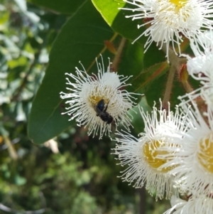 Leioproctus (Leioproctus) carinatus at Acton, ACT - 13 Jan 2023