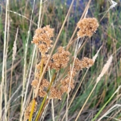 Juncus (genus) (A Rush) at Gundaroo, NSW - 13 Jan 2023 by trevorpreston