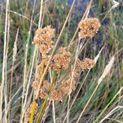 Juncus (genus) (A Rush) at Gundaroo, NSW - 13 Jan 2023 by trevorpreston