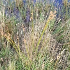 Juncus sp. at Gundaroo, NSW - 13 Jan 2023