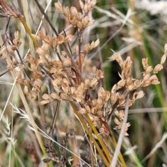 Juncus subsecundus (Finger Rush) at Mcleods Creek Res (Gundaroo) - 12 Jan 2023 by trevorpreston