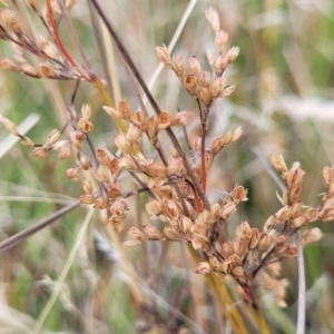 Juncus subsecundus at Gundaroo, NSW - 13 Jan 2023 08:26 AM