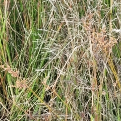 Juncus subsecundus at Gundaroo, NSW - 13 Jan 2023 08:26 AM