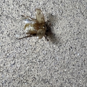 Cyclocephala signaticollis at Holt, ACT - 12 Jan 2023