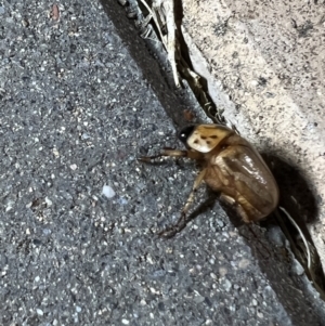 Cyclocephala signaticollis at Holt, ACT - 12 Jan 2023