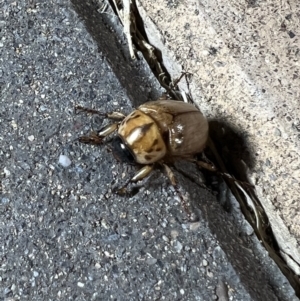 Cyclocephala signaticollis at Holt, ACT - 12 Jan 2023