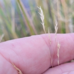 Lachnagrostis filiformis (Blown Grass) at Gundaroo, NSW - 13 Jan 2023 by trevorpreston