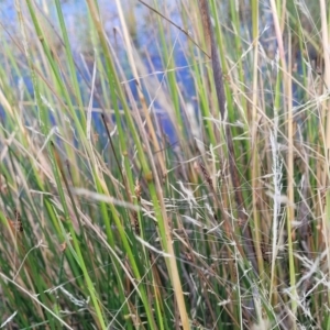 Lachnagrostis filiformis at Gundaroo, NSW - 13 Jan 2023