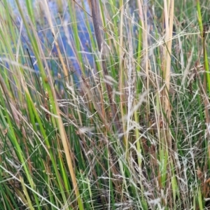 Lachnagrostis filiformis at Gundaroo, NSW - 13 Jan 2023