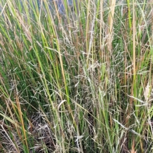 Lachnagrostis filiformis at Gundaroo, NSW - 13 Jan 2023