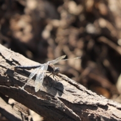 Orthetrum caledonicum (Blue Skimmer) at Lake Cargelligo, NSW - 16 Feb 2022 by Tammy