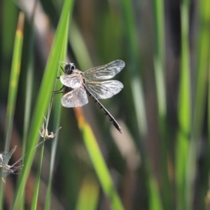 Hemicordulia tau at Lake Cargelligo, NSW - 16 Feb 2022 08:10 AM