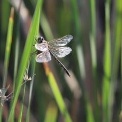 Unidentified Dragonfly (Anisoptera) at Lake Cargelligo, NSW - 15 Feb 2022 by Tammy