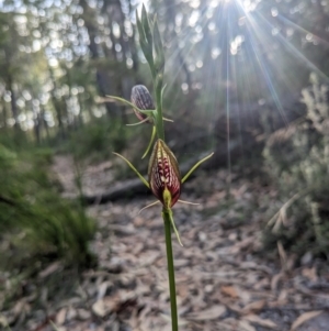 Cryptostylis erecta at Lilli Pilli, NSW - suppressed