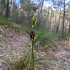 Cryptostylis erecta at Lilli Pilli, NSW - suppressed