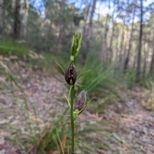 Cryptostylis erecta at Lilli Pilli, NSW - suppressed