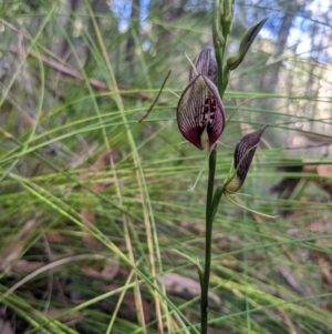 Cryptostylis erecta at Lilli Pilli, NSW - suppressed