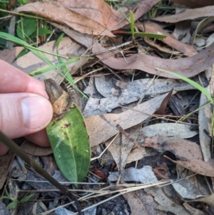 Cryptostylis erecta at Lilli Pilli, NSW - suppressed