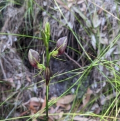 Cryptostylis erecta at Lilli Pilli, NSW - suppressed