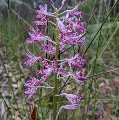 Dipodium punctatum (Blotched Hyacinth Orchid) at Lilli Pilli, NSW - 13 Jan 2023 by WalterEgo