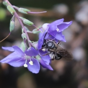 Lasioglossum (Chilalictus) sp. (genus & subgenus) at Cook, ACT - 1 Dec 2022