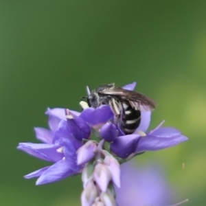 Lasioglossum (Chilalictus) sp. (genus & subgenus) at Cook, ACT - 1 Dec 2022