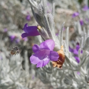 Megachile (Eutricharaea) maculariformis at Acton, ACT - 13 Jan 2023