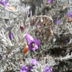 Megachile (Eutricharaea) maculariformis at Acton, ACT - 13 Jan 2023