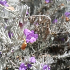 Megachile (Eutricharaea) maculariformis at Acton, ACT - 13 Jan 2023