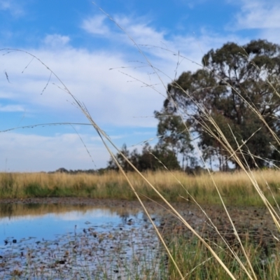 Amphibromus neesii (Swamp Wallaby Grass) at Gundaroo, NSW - 13 Jan 2023 by trevorpreston