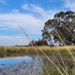 Amphibromus neesii (Swamp Wallaby Grass) at Gundaroo, NSW - 12 Jan 2023 by trevorpreston