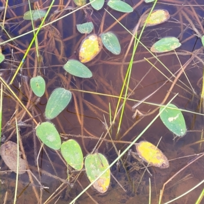 Ottelia ovalifolia (Swamp Lily) at Mcleods Creek Res (Gundaroo) - 12 Jan 2023 by trevorpreston