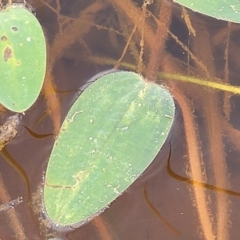 Ottelia ovalifolia at Gundaroo, NSW - 13 Jan 2023