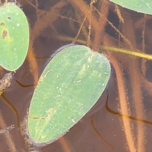 Ottelia ovalifolia at Gundaroo, NSW - 13 Jan 2023