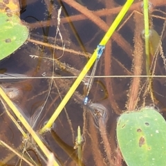 Ischnura heterosticta at Gundaroo, NSW - 13 Jan 2023