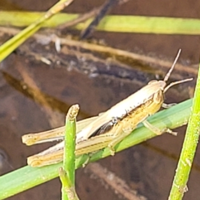 Schizobothrus flavovittatus (Disappearing Grasshopper) at Gundaroo, NSW - 12 Jan 2023 by trevorpreston