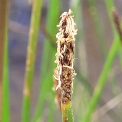 Eleocharis acuta (Common Spike-rush) at Gundaroo, NSW - 13 Jan 2023 by trevorpreston