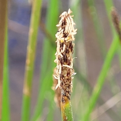 Eleocharis acuta (Common Spike-rush) at Mcleods Creek Res (Gundaroo) - 12 Jan 2023 by trevorpreston