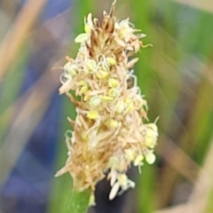 Eleocharis acuta at Gundaroo, NSW - 13 Jan 2023