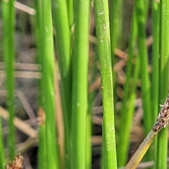 Eleocharis acuta at Gundaroo, NSW - 13 Jan 2023