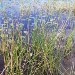 Eleocharis acuta at Gundaroo, NSW - 13 Jan 2023