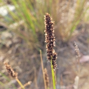 Carex appressa at Gundaroo, NSW - 13 Jan 2023 08:16 AM