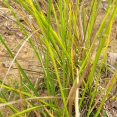 Carex appressa at Gundaroo, NSW - 13 Jan 2023 08:16 AM