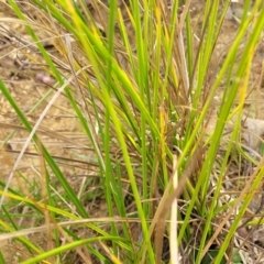 Carex appressa at Gundaroo, NSW - 13 Jan 2023
