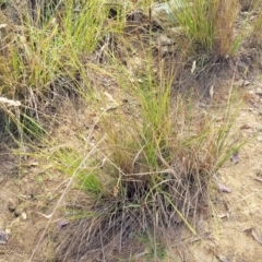 Carex appressa at Gundaroo, NSW - 13 Jan 2023 08:16 AM