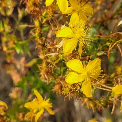 Hypericum perforatum (St John's Wort) at Gundaroo, NSW - 13 Jan 2023 by trevorpreston
