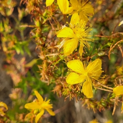 Hypericum perforatum (St John's Wort) at Gundaroo, NSW - 12 Jan 2023 by trevorpreston